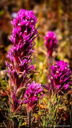 Typical Purple Owl's-Clover @ Table Mountain