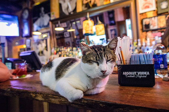 Tabo the bar cat