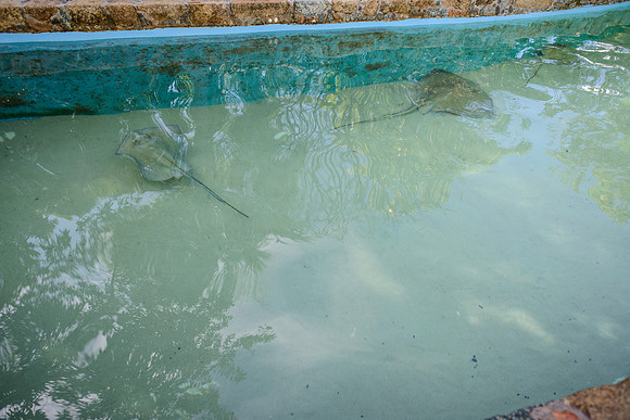 Coral World Ocean Park