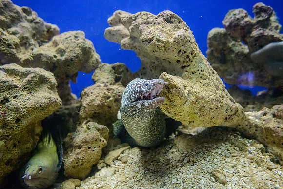 Coral World Ocean Park