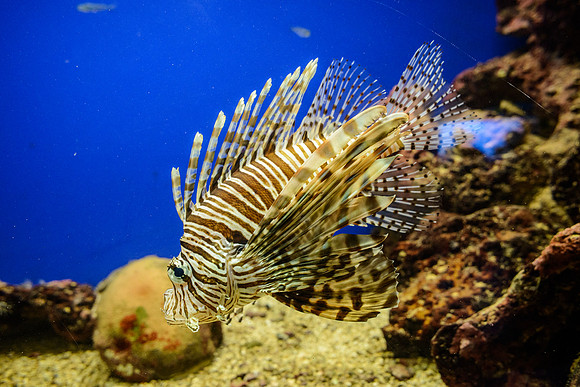 Coral World Ocean Park