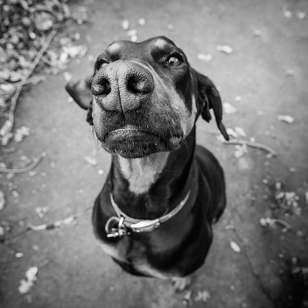 02•52 • dog nose