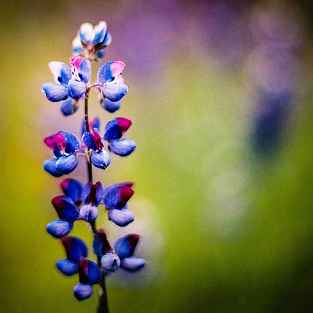 13•52 • Sky Lupine