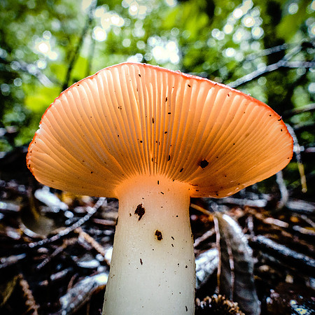 023•366 • 23 January 2016 • fungus among us…