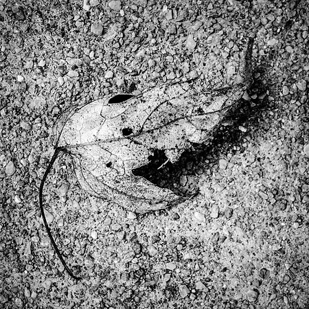 026•366 • 26 January 2016 • dry leaf on concrete v2.2