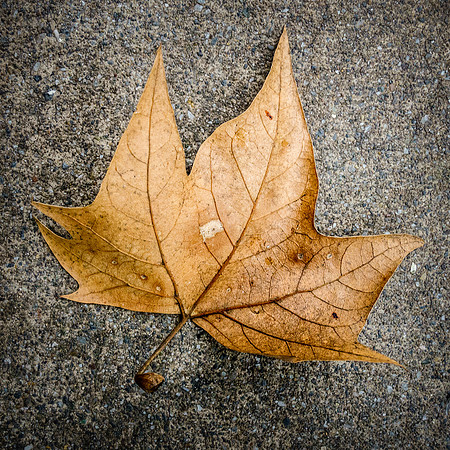 034•366 • 03 February 2016 • dry leaf on concrete v2.3
