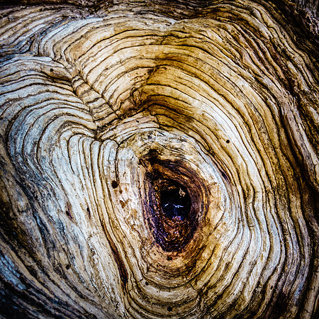 039•366 • 08 February 2016 • Polyphagous Shot Hole Borer