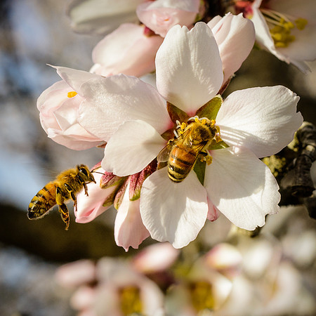 040•366 • 09 February 2016 • B is  for Bee…