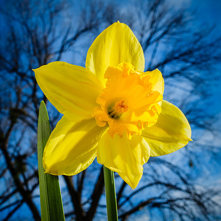 041•366 • 10 February 2016 • D is for Daffodil…