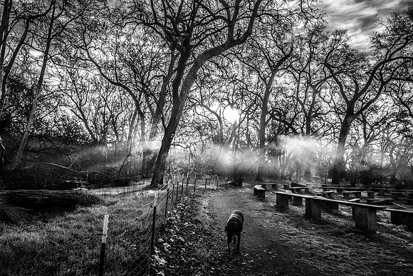 047•366 • 16 February 2016 • dog walk…