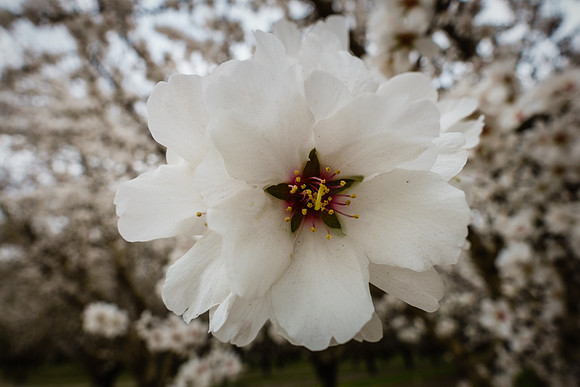 048•366 • 17 February 2016 • almond blossoms