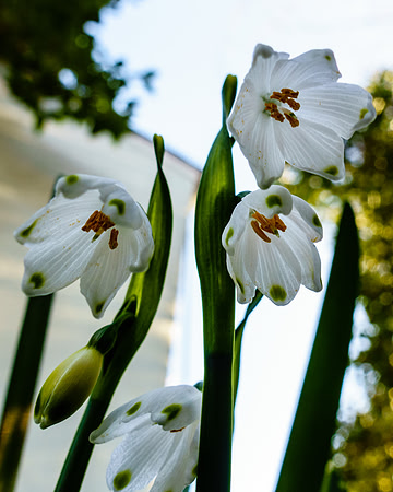 053•366 • 22 February 2016 • Snowbells