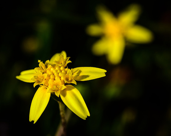056•366 • 25 February 2016 • Goldfields…