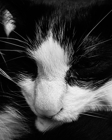059•366 • 28 February 2016 • B&W in Greyscale