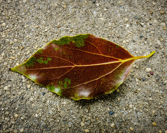 060•366 • 29 February 2016 • dry leaf on concrete