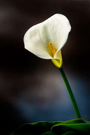 076•366 • 16 March 2016 • Calla Lily