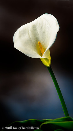 Calla Lily