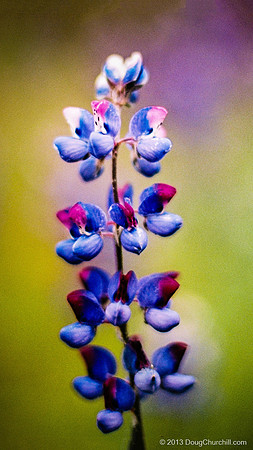 Sky Lupine - 35mm Film