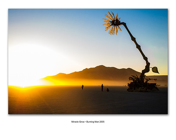 Miracle Grow • Burning Man 2005