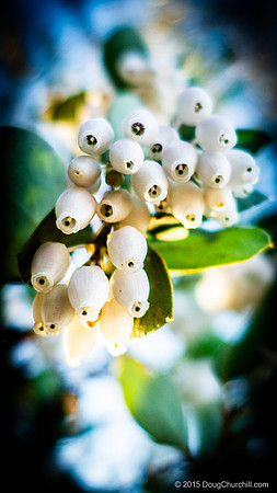 Manzanita Blossom